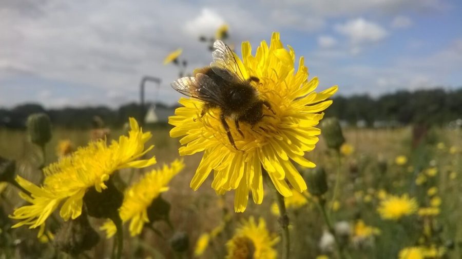 The Impact of Climate Change on the Flower Industry Changes in Precipitation Patterns lrwy.net