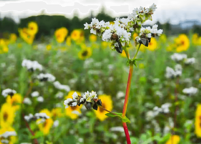 The Impact of Climate Change on the Flower Industry The Future of the Flower Industry in a Changing Climatelrwy.net